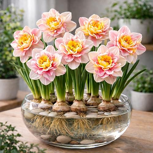 Indoor Pre-Chilled Spring EmpressDaffodil Bulbs for Forcing Indoors - Grow in Water or Dirt Indoors - Prechilled Indoor Bulbs - Bright Blooms During Cold Winter (5 Bulbs)