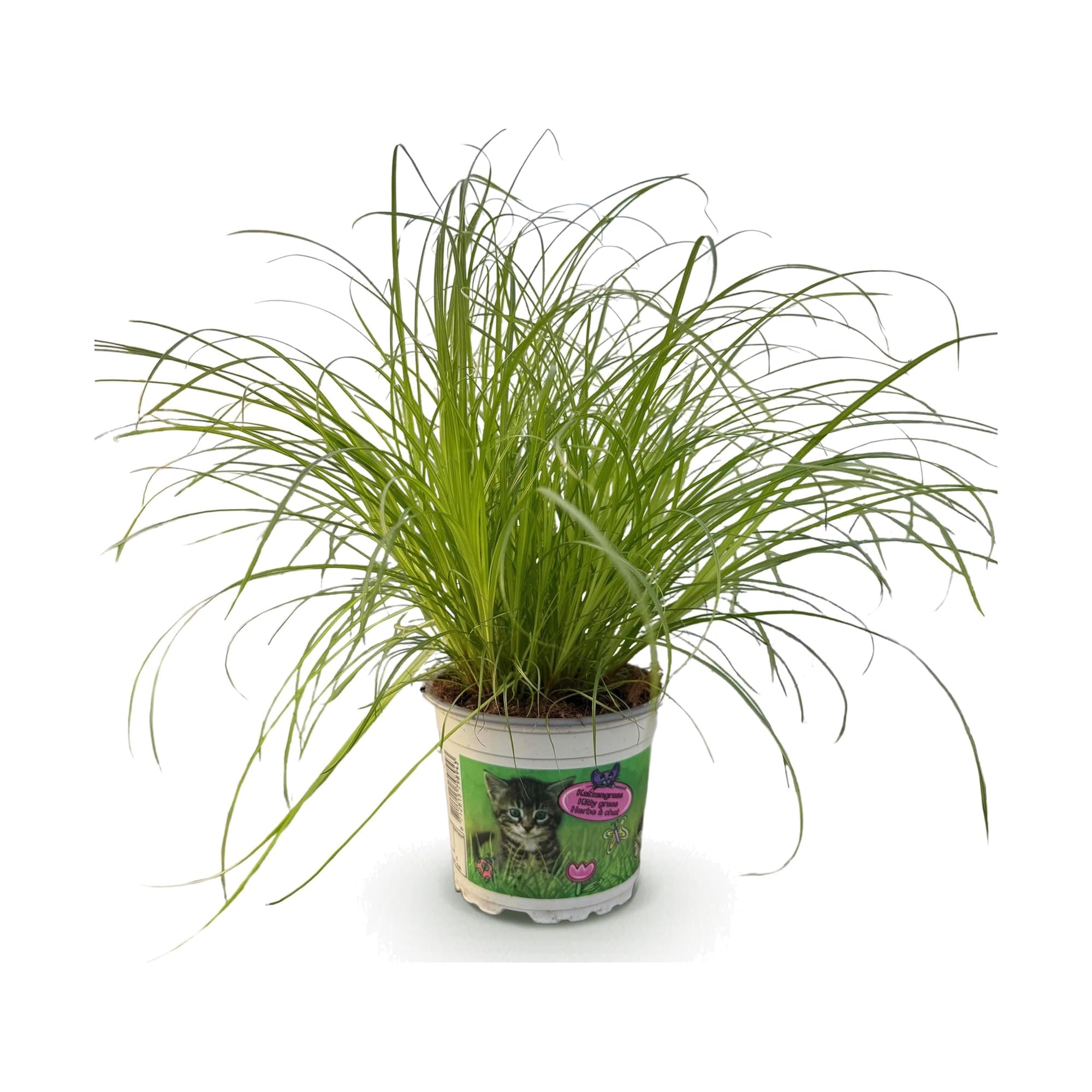 Pianta Cyperus Alternifolius Zumula, Erba Gatta, Verde, Vaso 12cm