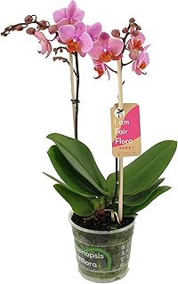 Orchidee von FAIR FLORA – Schmetterlingsorchidee – Höhe: 50 cm, 2 Triebe – Phalaenopsis Multiflora Santa Rosa