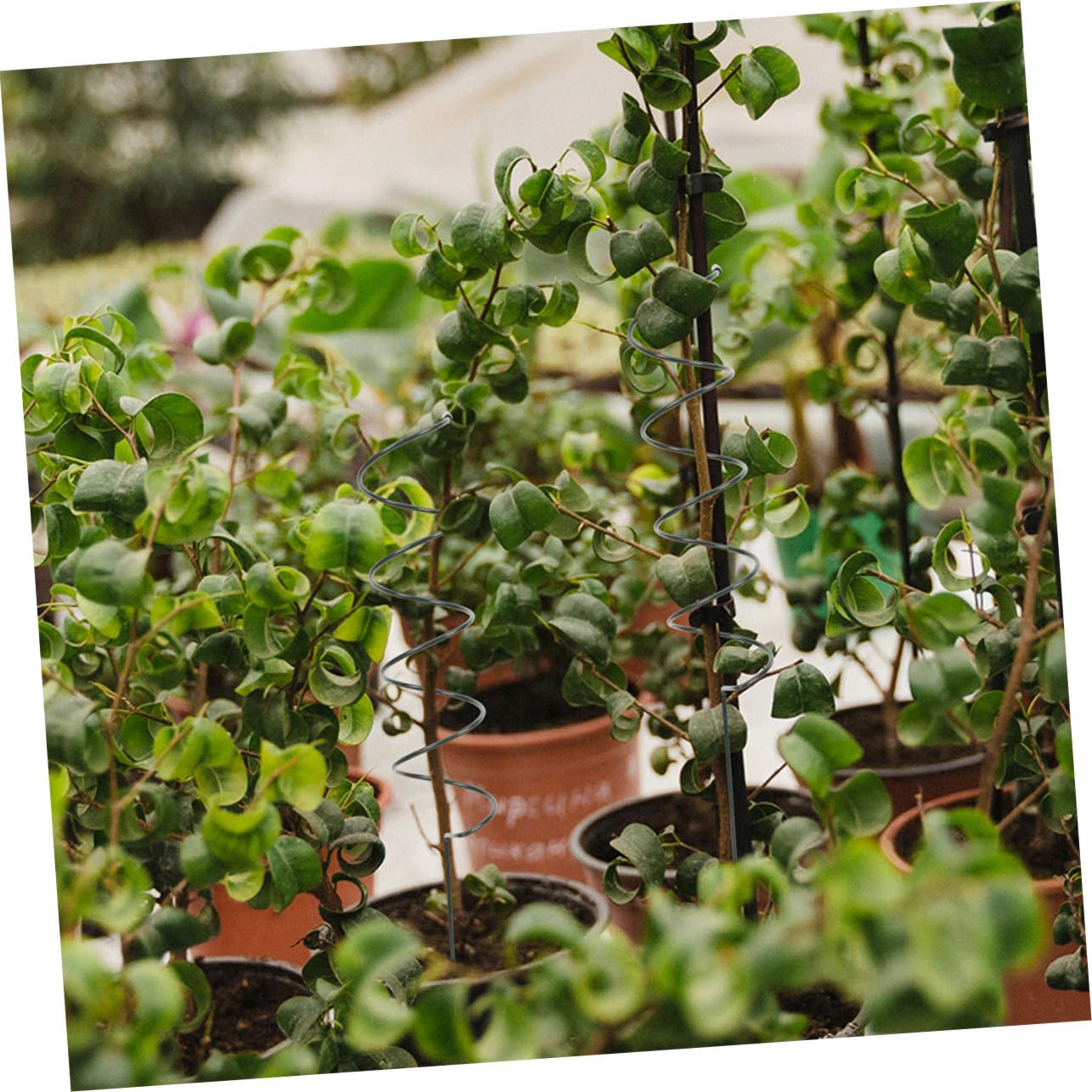 8pezzi Supporto per Piante Spirale Metallo per Giardino Picchetti per Piante Supporti Regolabili per Viti e Fiori Resistente e Facile da Installare