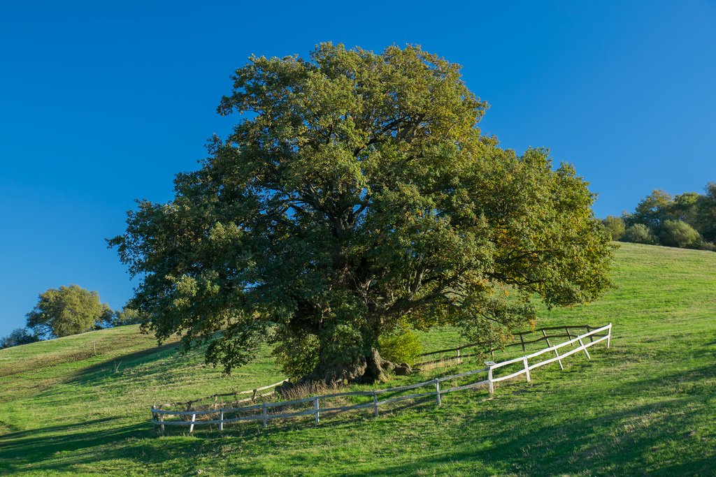 SEMILLAS ECOLÓGICAS DE ROBLE PROCEDENTES DE ÁRBOLES MILENARIOS Y CENTENARIOS