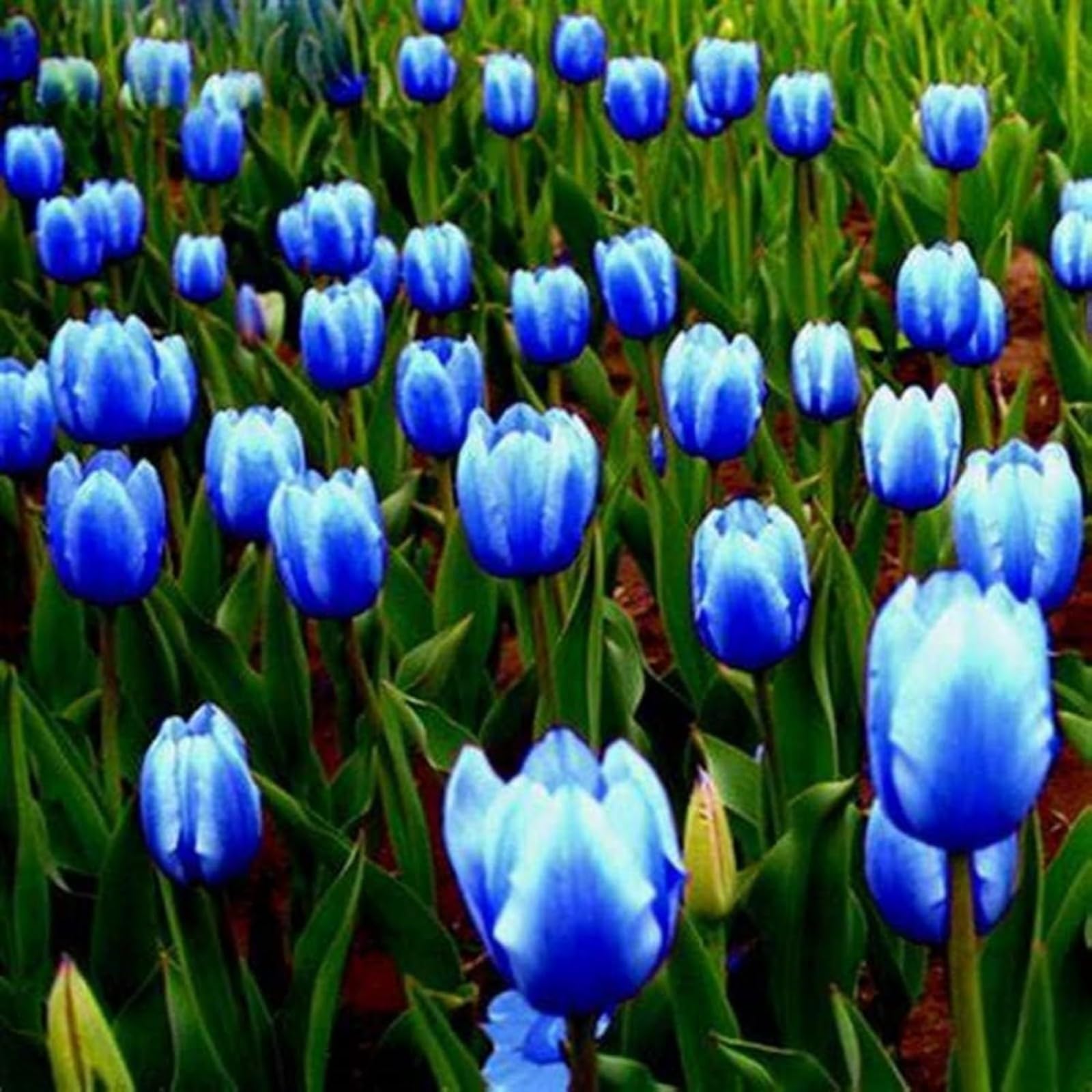 Tulip Bulbs for Planting Now UK Ornamental Perennial Excellent Display Plant Bulbs Greening Flower Good for Containers Natural Organic Easy Plant Perennial-8Bulbs-F
