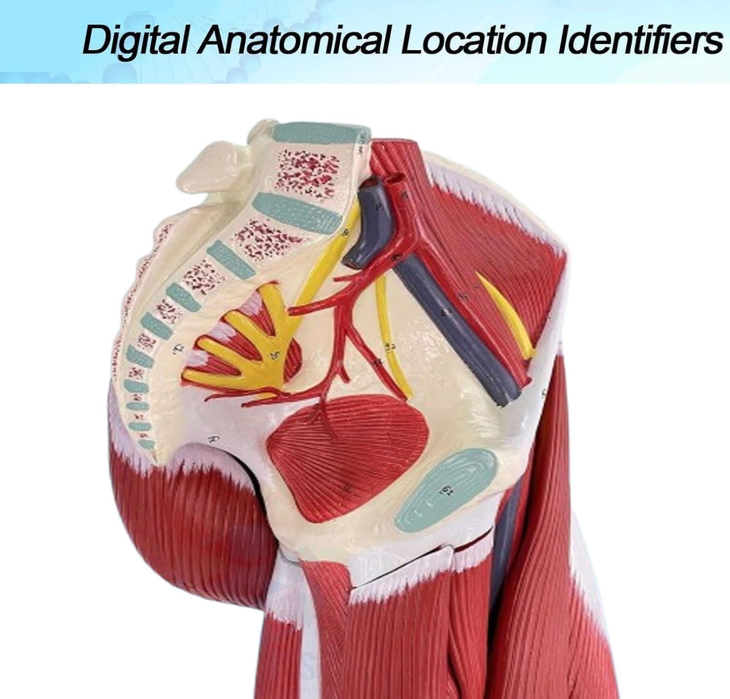 Modelo anatómico de músculo de pierna humana con indicadores digitales de ubicación, piezas desmontables y diseño de simulación 1:1 de alta simulación para estudio y enseñanza