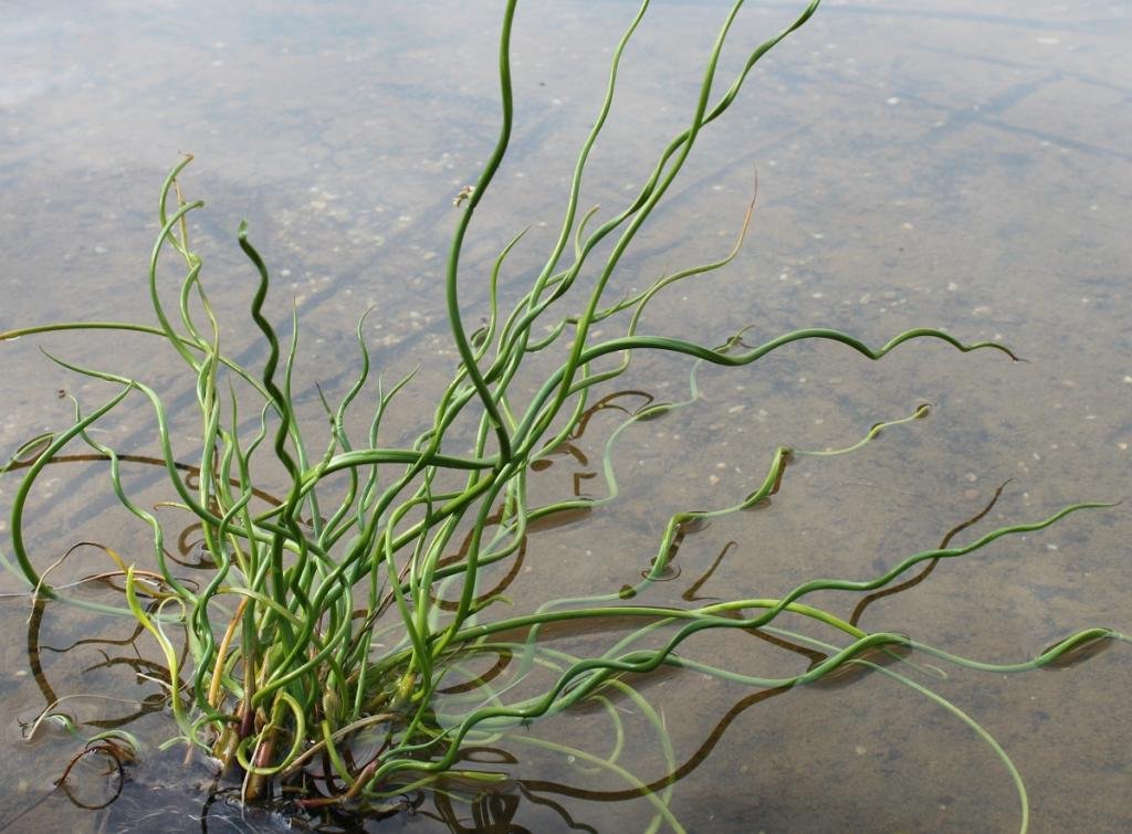 knöterich zimmerpflanze Persicaria bistorta (Schlangen-Knöterich) | Paket von 3m²