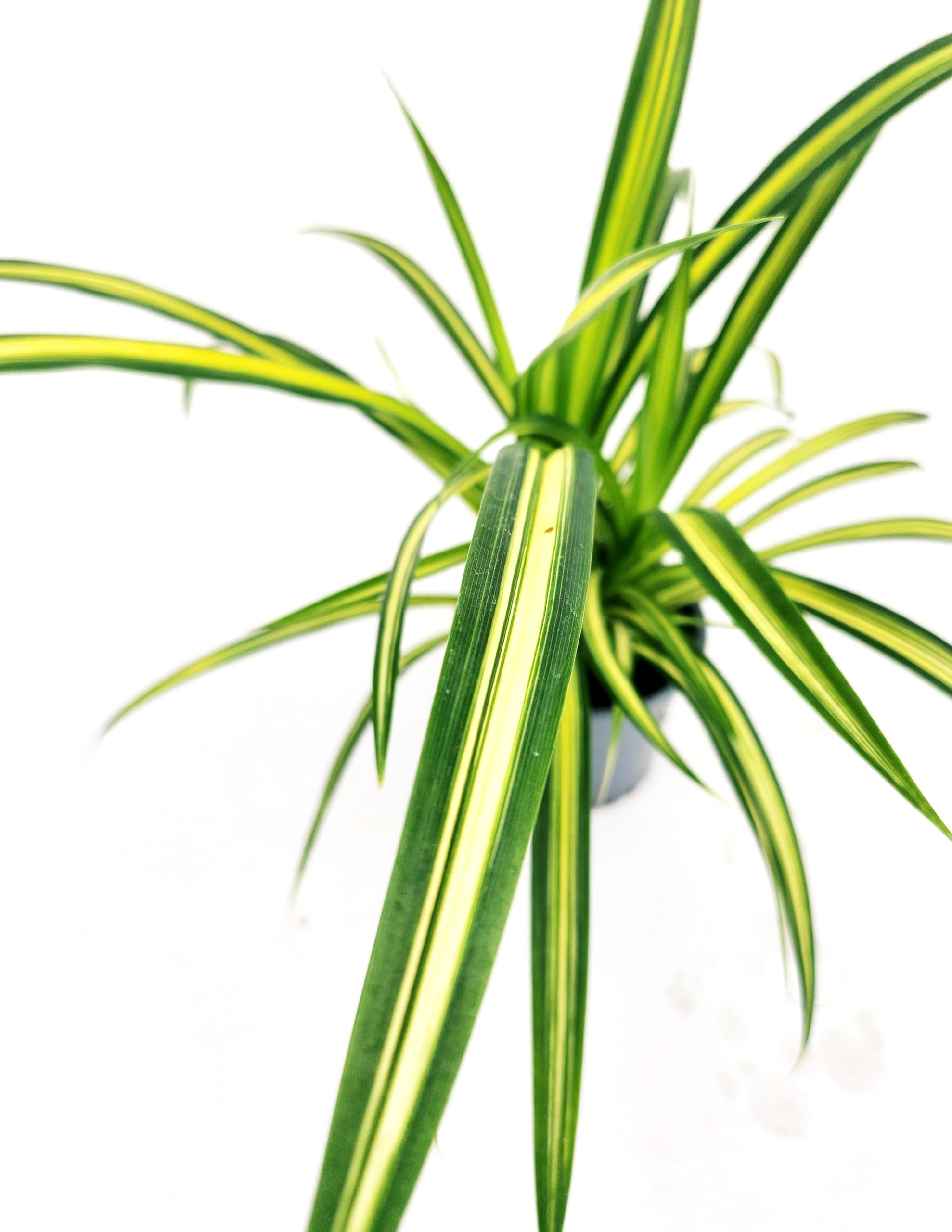 POWERS TO FLOWERS - PANDANUS AMARYLLIFOLIUS VERDE E VARIEGATO, 2 PIANTE, VASO 12CM DIAMETRO, pianta vera