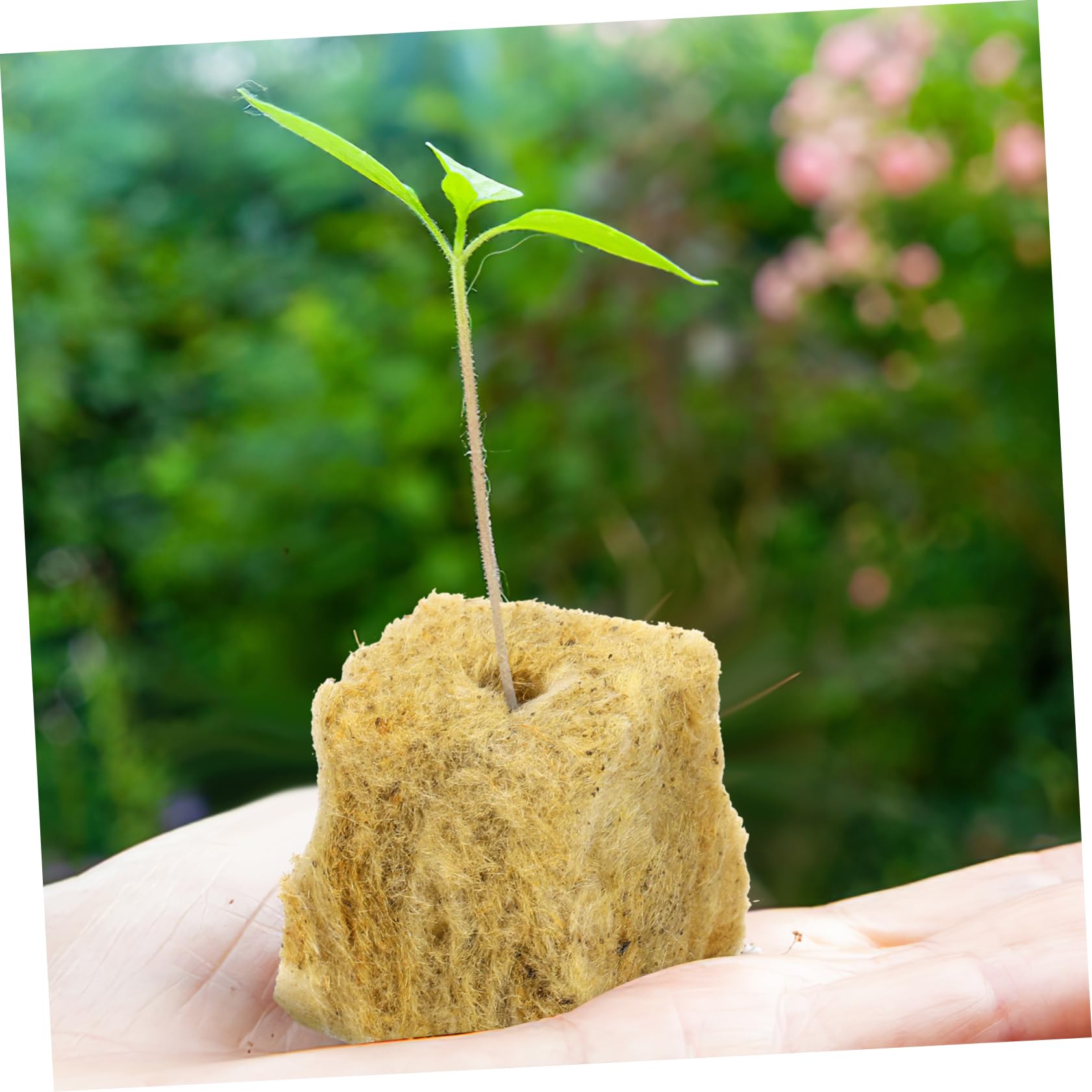 Toddmomy 5 Ensembles Cubes De Culture Hydroponique pour Bouturage Et Propagation De Plantes Bloc De Semis De Qualité Format pour Culture Soilless Et Transplantation 100 Pièces * 5