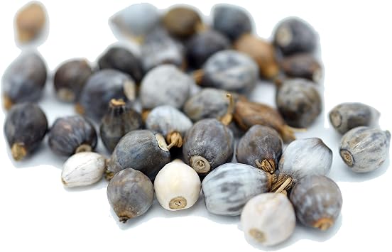 Gifu Seeds, 30 Seeds, Gifu Prefecture, Zuzuko, Zuzudama, Horny and Tsushidama, Made in Japan, Pesticide-free