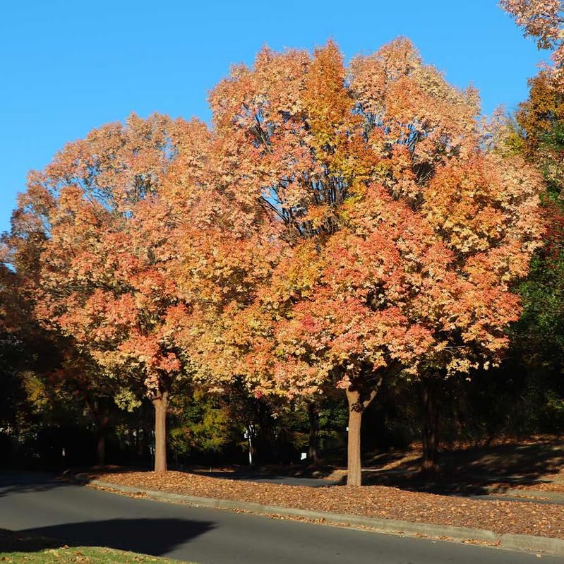 Chinese (Lacebark) Elm Tree - 10-16" Tall Live Plant - Quart Pot - Fast Growing Bonsai Tree - Ulmus parvifolia