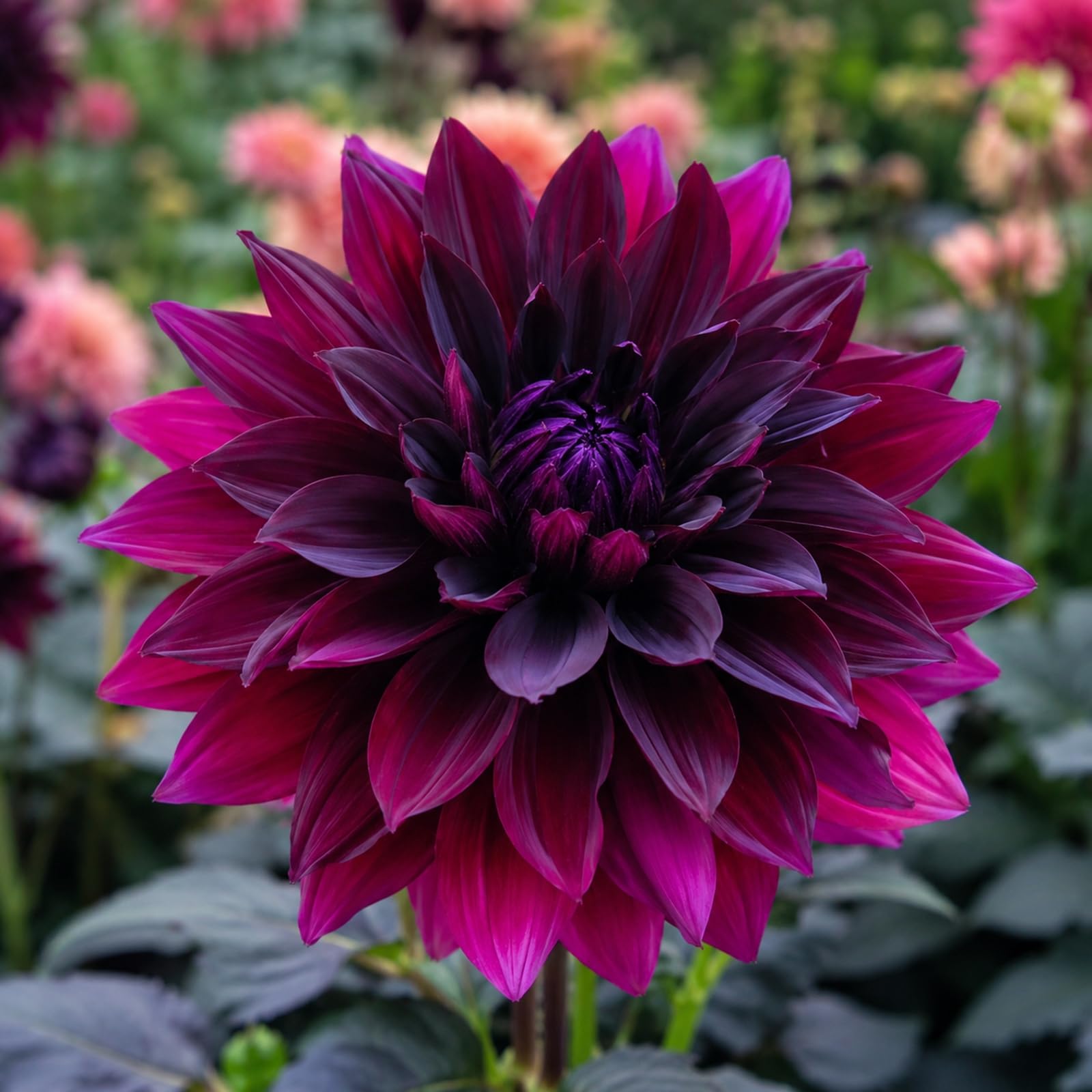 Schattentolerante Premium, üBerraschend Wachsend, Lange BlüTezeit, GemüTliche Gartenoase-pflegeleicht-8 Dahlien-D