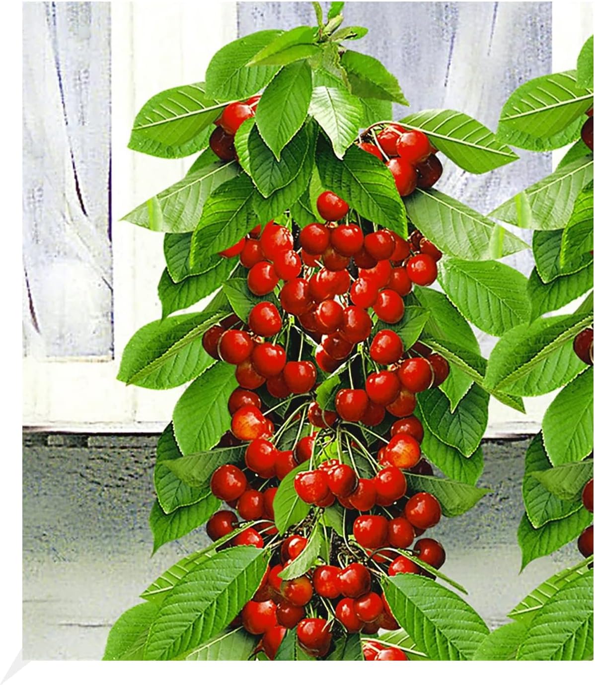 BALDUR Garten SäulenSüßkirschen 'Sylvia®', 1 Pflanze, Kirschbaum