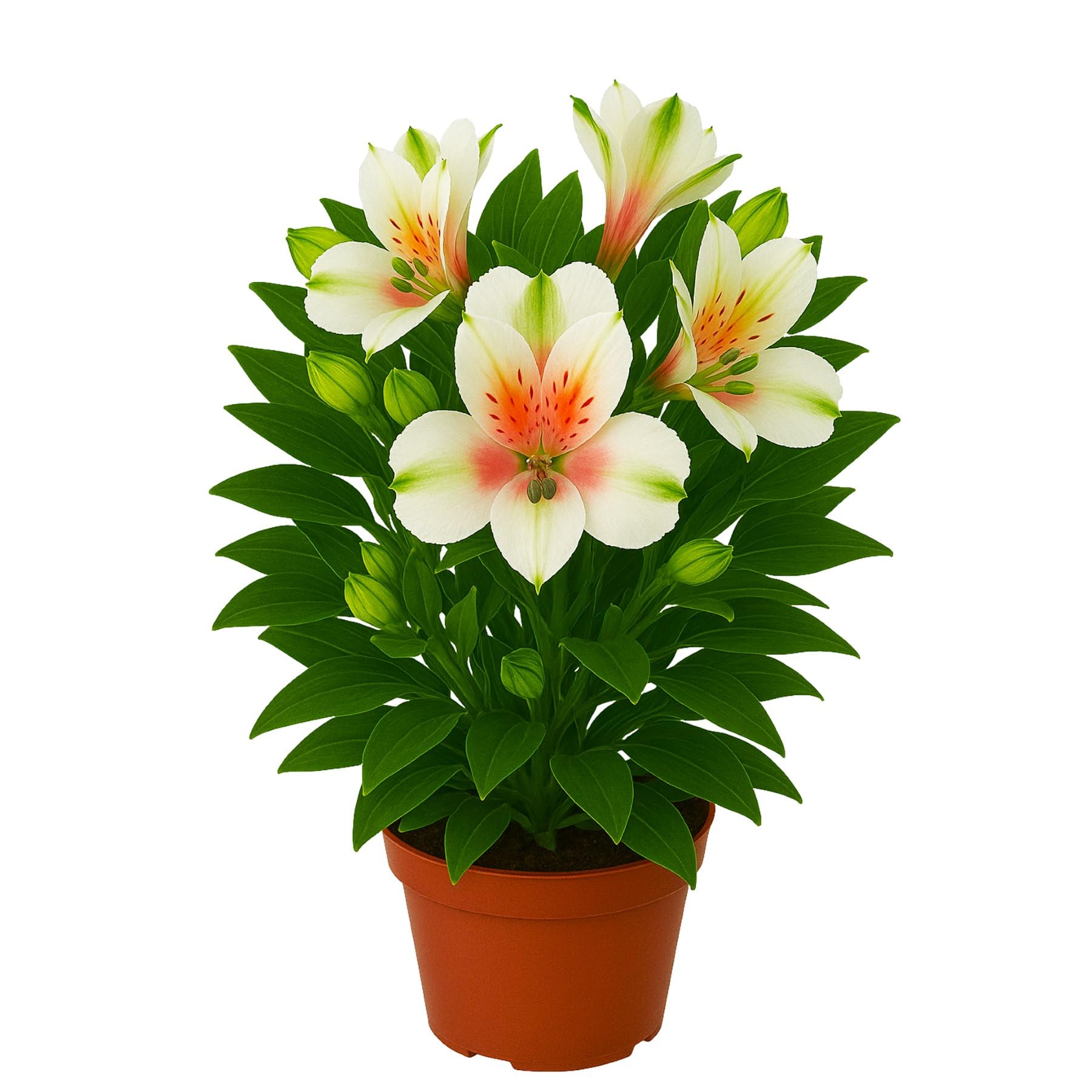 Easy to Grow Alstroemeria Lucky