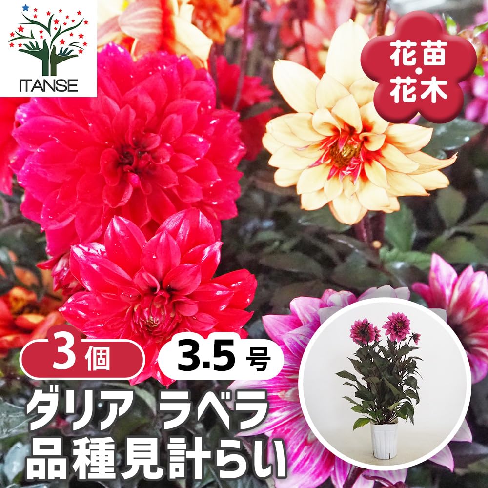 Amazon.co.jp: ITANSE ダリア ラベラシリーズ 品種見計らい 3.5