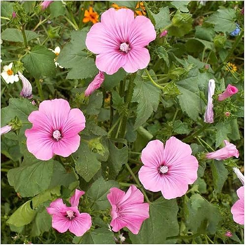 Miniatura 6 de Everwilde Farms - 500 semillas de flores silvestres de malva rosa - Paquete de semillas jumbo Gold Vault