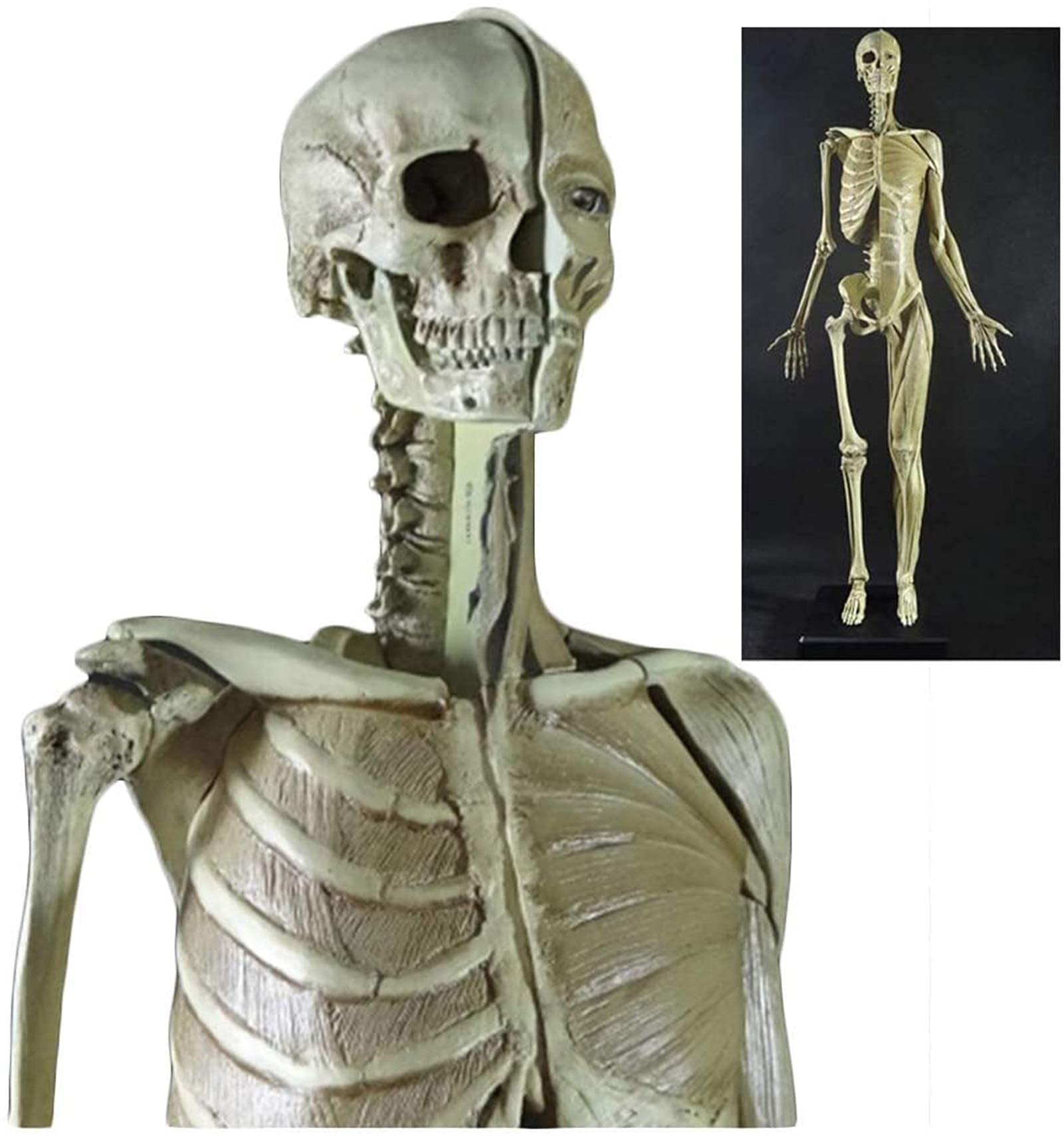 Modèle de Figure Anatomique féminine - Modèle d'os Musculaire Humain Anatomique de 60 cm - Matériau PU Modèle de Peinture Anatomique de Squelette Humain - Compatible avec Le Dessin d'artiste