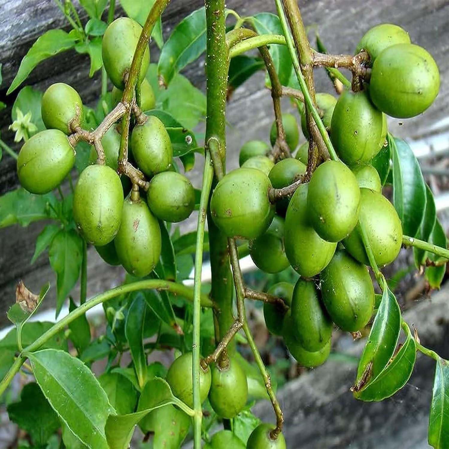 IXORA Hog Plum Bilati Amra Ambarella Spondias Mombin All Time Fruit Grafted Live Plants & Tree(1.5-3 Feet Size) (B0CRYPKDYR) Amazon Price History, Amazon Price Tracker