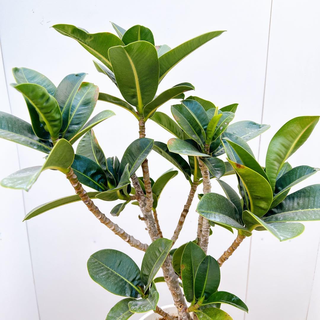 Amazon.co.jp: アポロゴム アポロ フィカス ゴムの木 観葉植物 室内