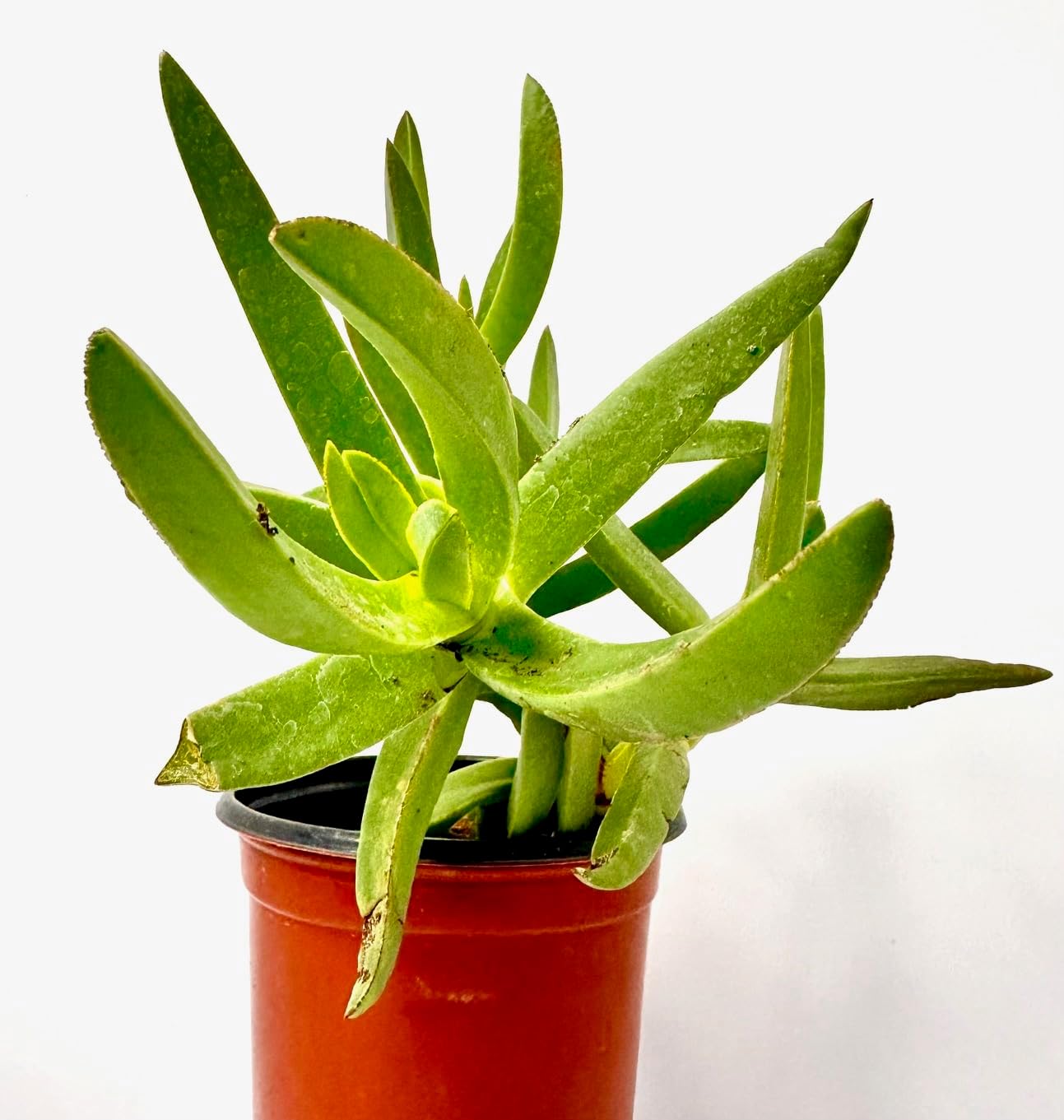 Live Carpobrotus Edulis Hottentot-Fig Plant Dry-Tolerate Climbing Plant with Pink or Yellow Flowers Fully Rooted 6-10" Long Ready to Repotting Extending and self-propogation