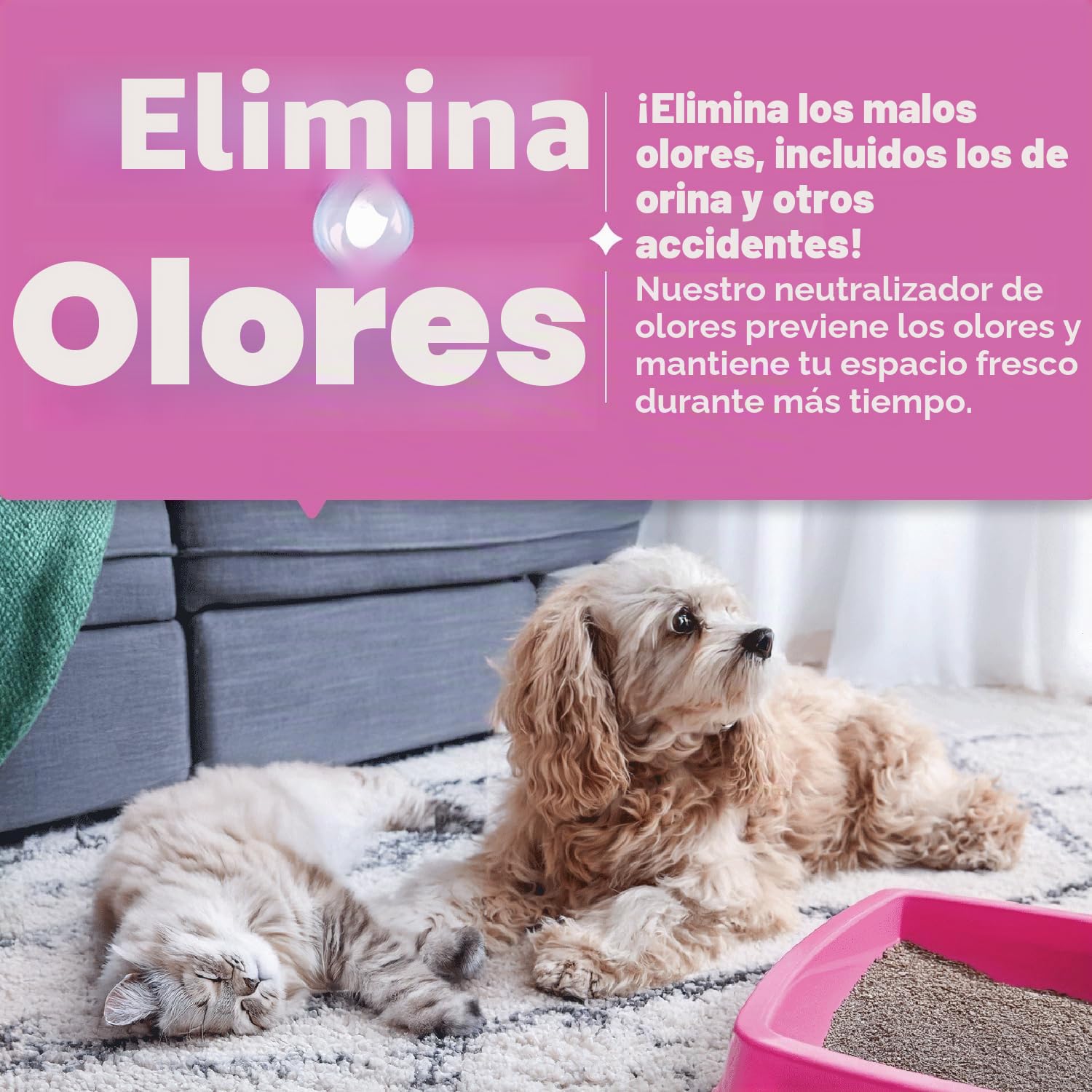 Dirtbusters Pet Pro - Solución de champú limpiador de alfombras, removedor de manchas de limpieza profunda con neutralizador de olores para eliminar la orina de perros y gatos, solución limpiadora de