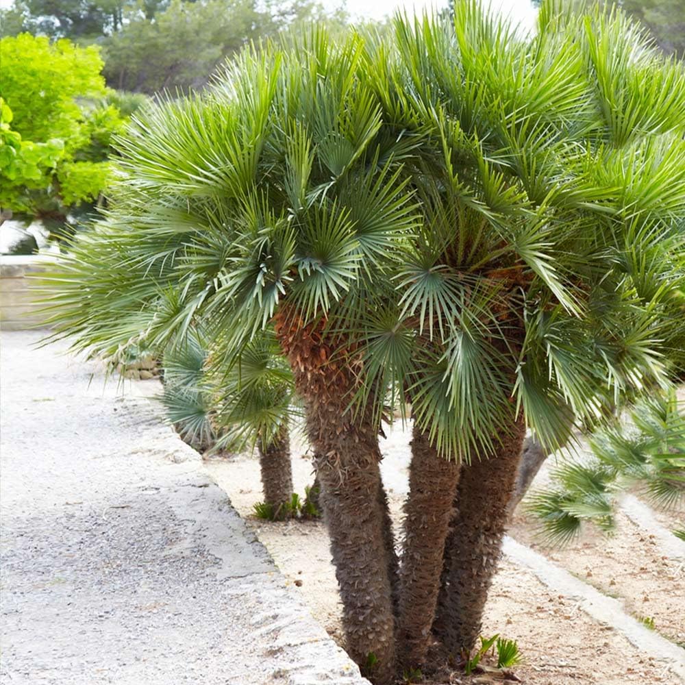 European Fan Palm - Live Plant in a 3 Gallon Growers Pot - Chamaerops Humilis - Rare Palms from Florida