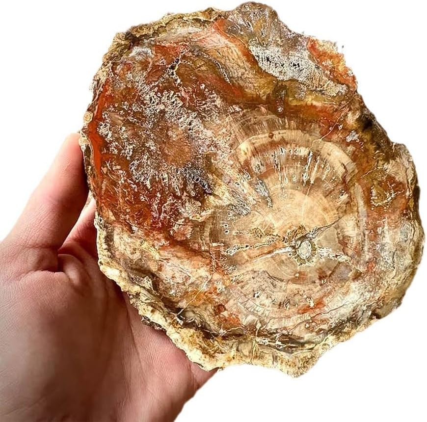 ペトリファイドウッド（珪化木）のスライス 天然の珪化木スライス