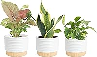 Costa Farms 3 Pack Assorted Air Purifying Indoor Houseplants in Decor Pots, Easy Care, 8-12in Tall - Home Decor & Gift