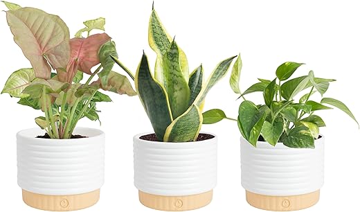 Costa Farms Subscription Box Clean Air Collection, Live Indoor Plants and Succulent Mix, Grower's Choice