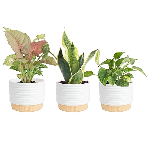 Costa Farms Live Indoor Plants in Decorative Pots, Easy to