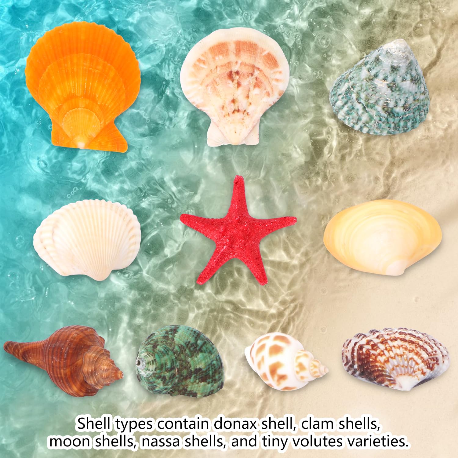 Amazon.co.jp: aunifun 80pcs海シェルミックスビーチ貝殻