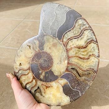 Amazon.co.jp: 超巨大級玄関映え浄化茶色 マダガスカル産