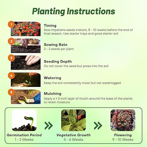 Miniatura 4 de Outsidepride 1000 Semillas Impatiens Baby Orange Shade Garden Flower Seeds para plantar