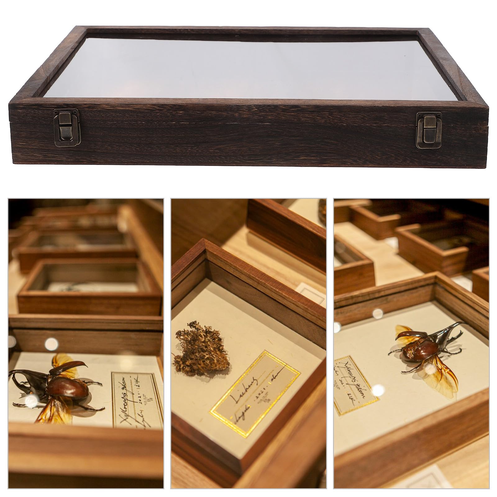 Caja de Exhibición y Gran Capacidad de Madera Tapa Transparente de Especímenes para Protección Soporte Rectangular Elegante para Mostrar y