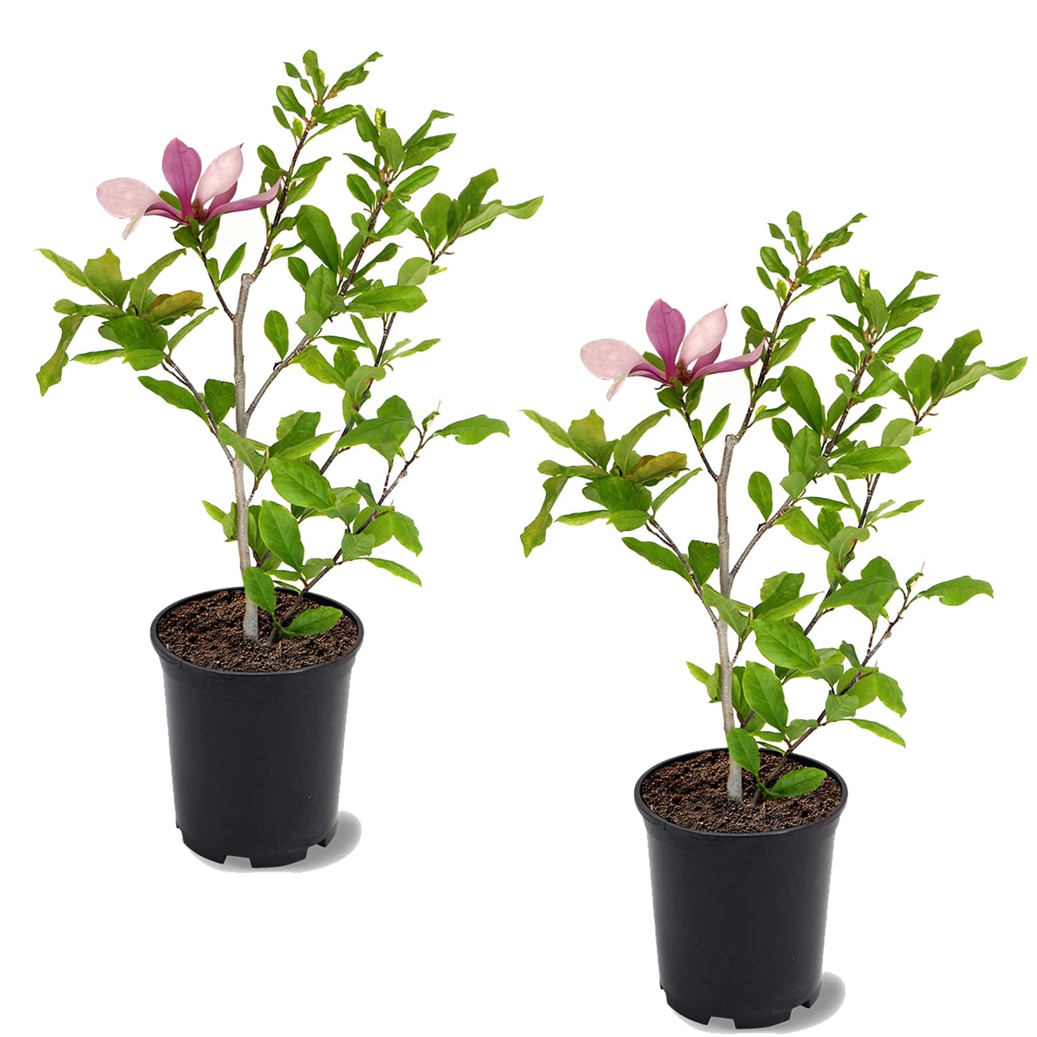 Alexandrina Japanese Magnolia 2-Pack
