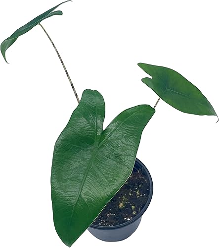 Miniatura 6 de BubbleBlooms Alocasia Zebrina en una planta cebra de 4 pulgadas, tallos a rayas