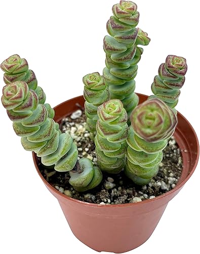 Miniatura 2 de Collar de bebé crassula de 4 pulgadas, plantas suculentas vivas, plantas suculentas totalmente enraizadas, planta de casa colgante para decoración