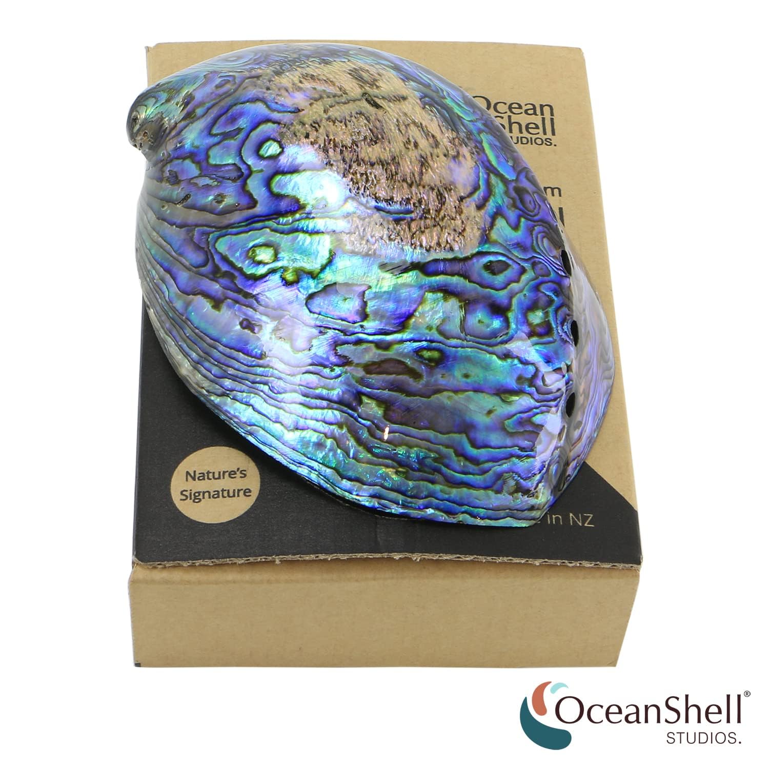 Amazon.com: 拋光鮑魚殼,4.5 英吋(約11.4 公分)至5.5 英吋(約14.0 公分