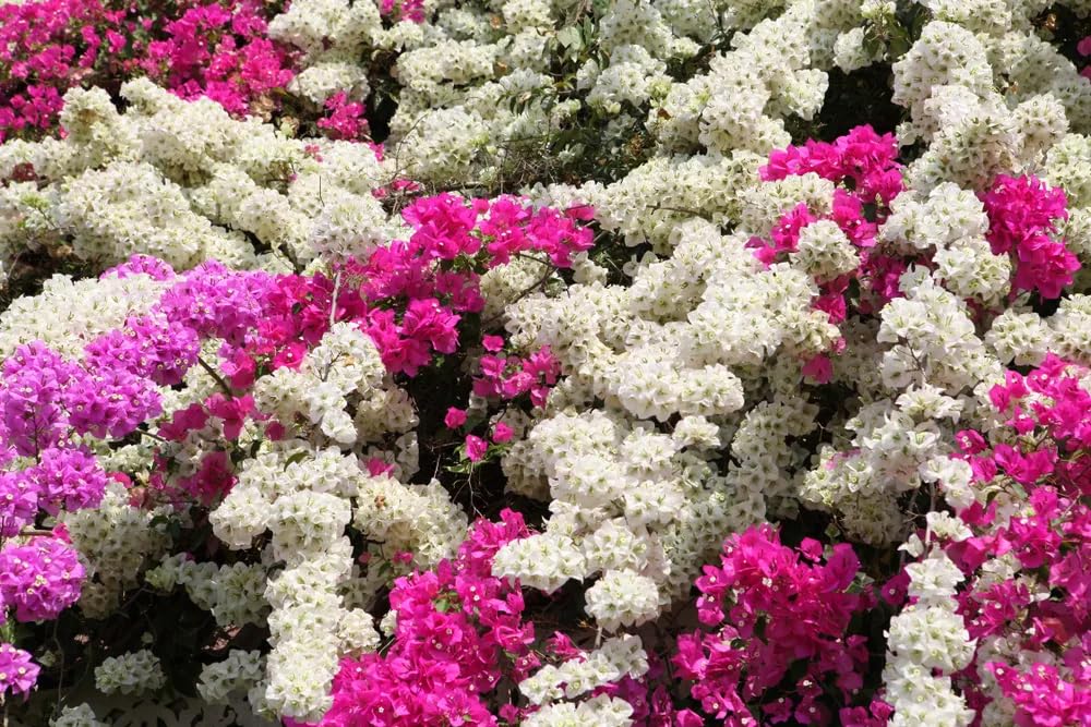 See full amazon price history chart for Bougainvillea Spectabilis Climbing Flower Seeds Eco Pack - 35 Seeds Bougainvillea Spectabilis Climbing Flower Seeds Eco Pack - 35 Seeds (B0C8PR87M4) Amazon Price History, Amazon Price Tracker