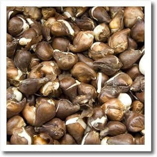 3dRose ht_82274_1 Netherlands, Amsterdam, Market Tulip Bulbs-Cindy Miller Hopkins-Iron on Heat Transfer for Material, 8 by 8-Inch, White