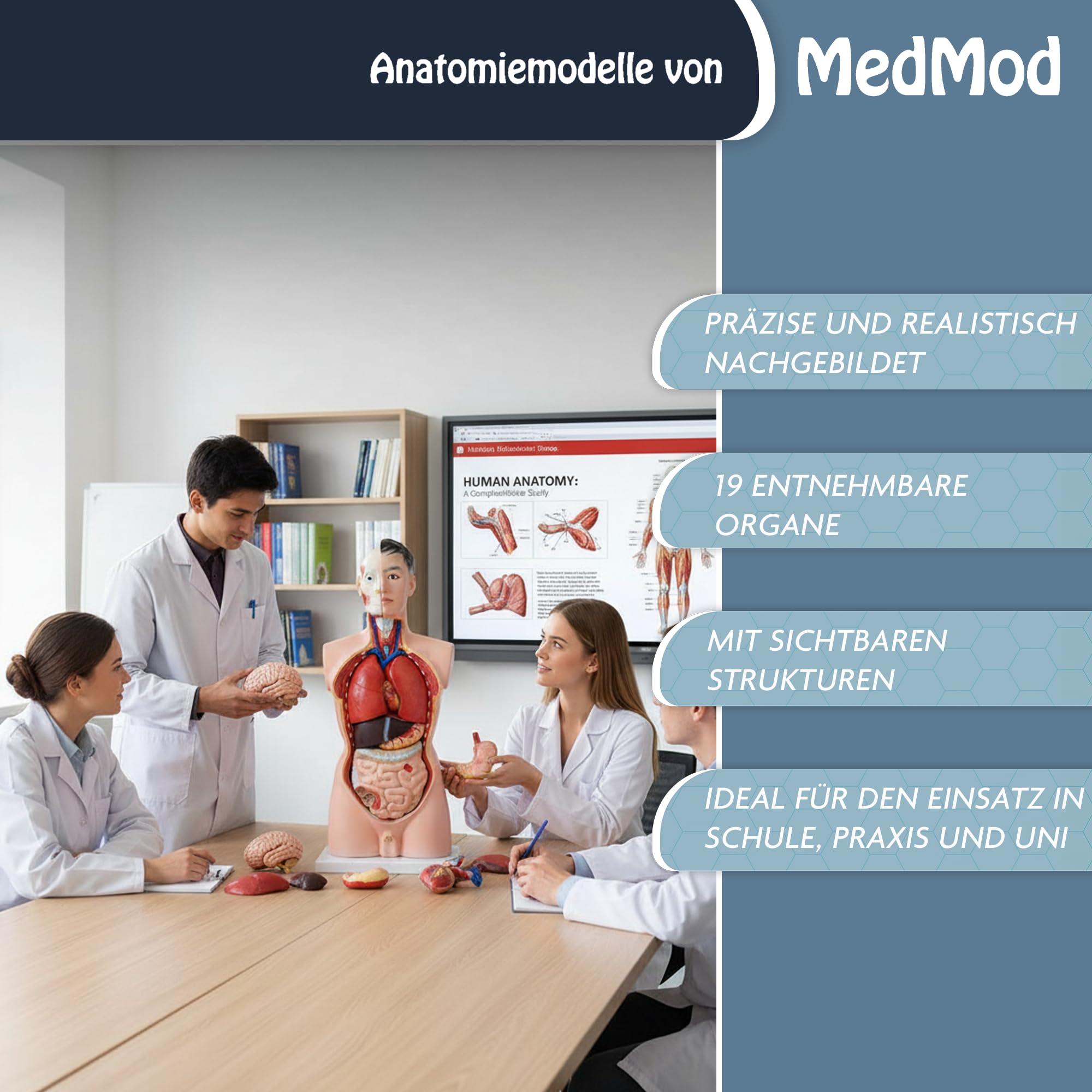 Anatomie Modell Torso 85 cm, Detaillierter menschlicher Körper aus PVC mit entnehmbaren Organen für Schule, Studium und Anatomie-Training, Lehrmodell