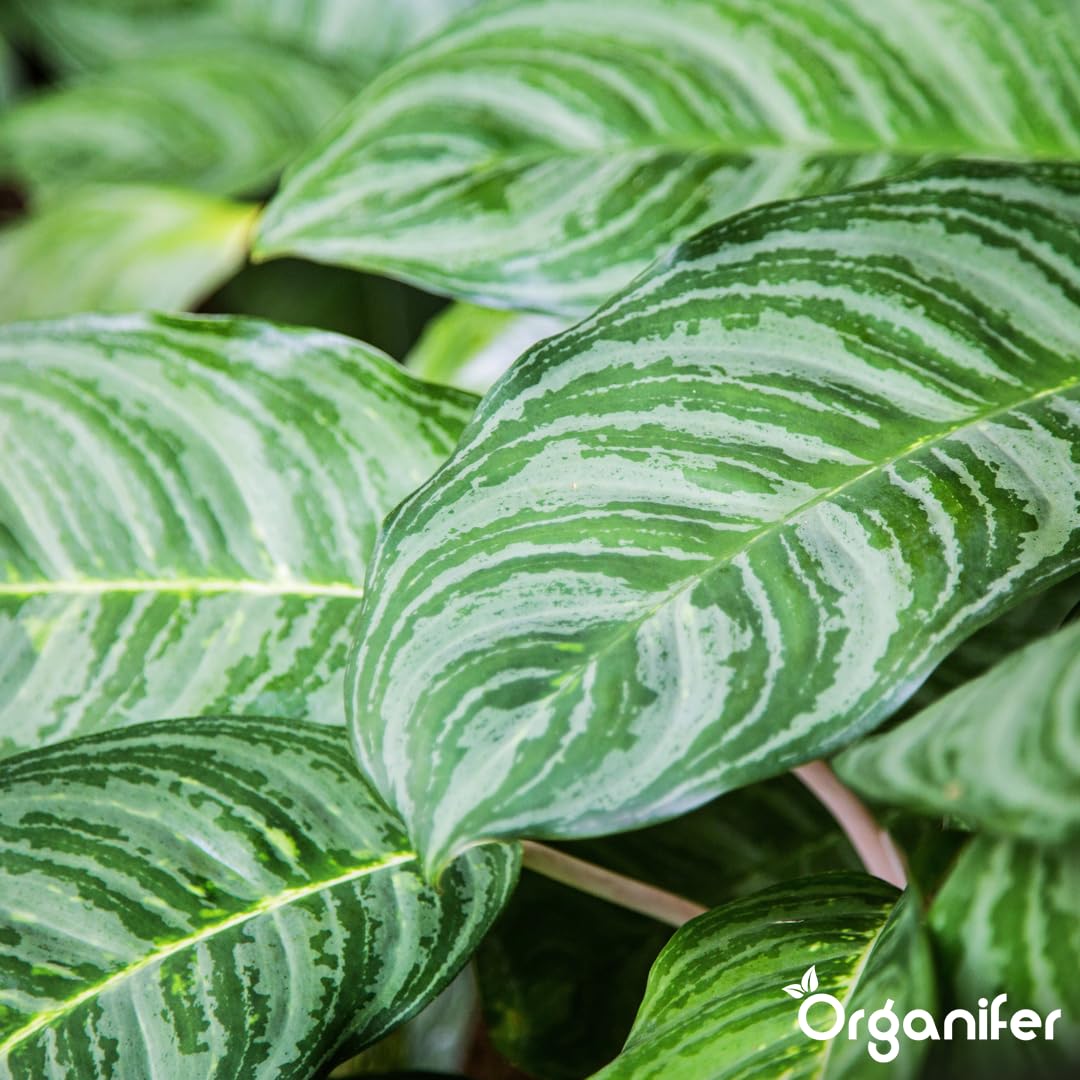 Calathea Nawóz Płynny - 5x1L - NPK 2-1-8 | Nawóz Płynny Dla Zdrowych Liści I Intensywnych Kolorów - Wspomaga Korzenie I Witalność - Organifer