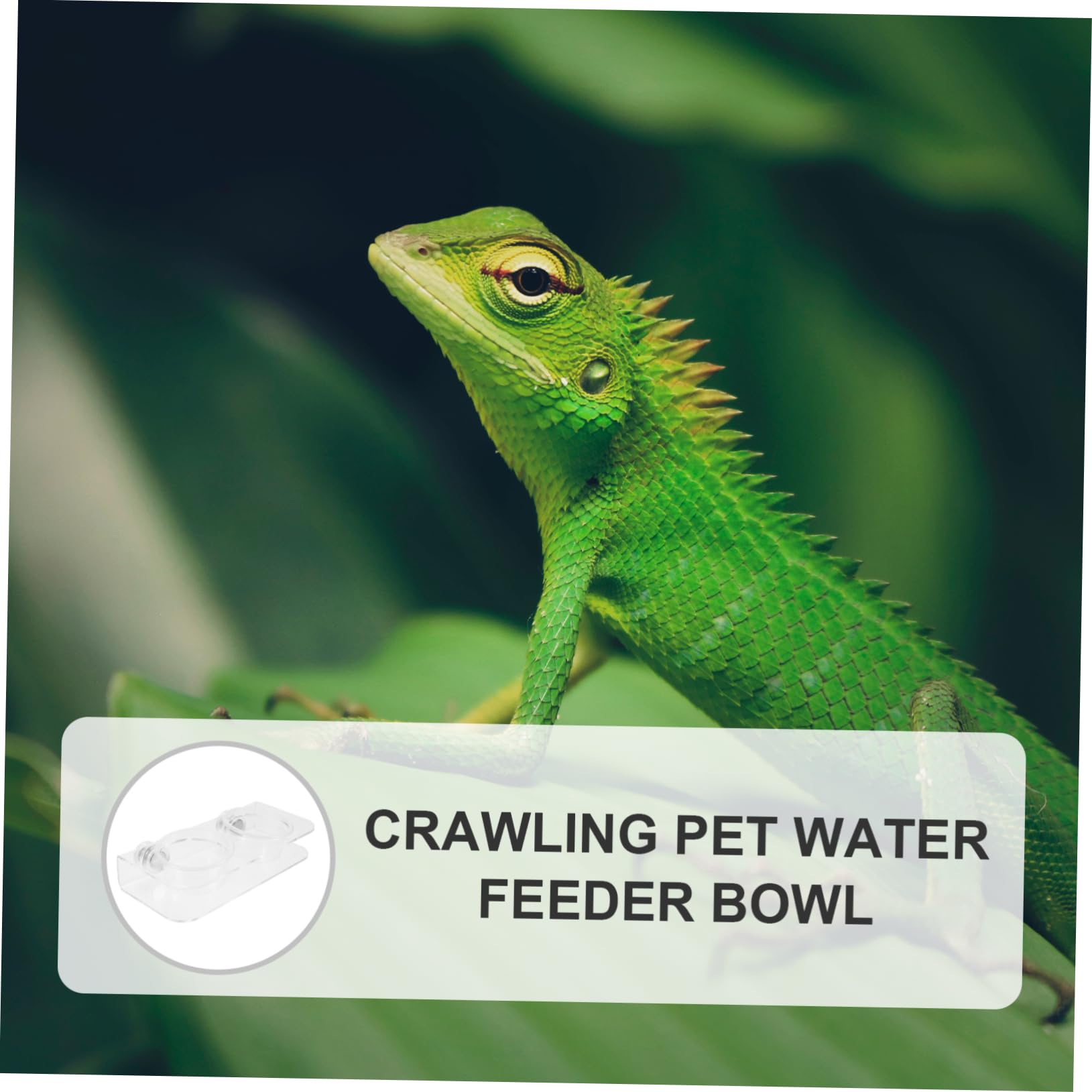 Happyyami 4juegos Alimentador De Reptiles Magnético con Tazas De Agua y Comida Cuenco Transparente para y Camaleón para Terrarios y Hábitats De Reptiles Fácil De Instalar y Usar