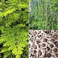 Vista 1 de 30 semillas orgánicas de moringa oleifera no transgénicas para germinar, plantar, cocinar. Semillas sin procesar con alas. Cultiva moringa: tiene