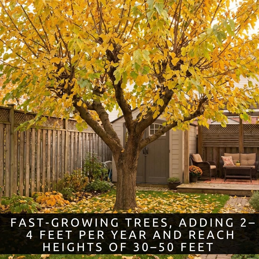 3 White Mulberry Tree Live Plants (Morus alba) – Sweet Edible Fruit Tree – Fast Growing Hardy Mulberry Sapling - Starter Plant for Outdoor Planting (3 Trees)