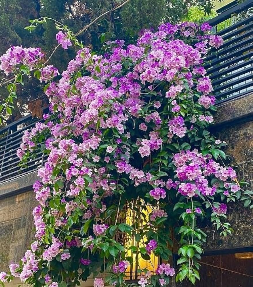 Golden Bloom Garlic Vine Lavender live Flower Plant (Mansoa Alliacea) | Purple Organic Flowering Climber for Balcony, Fences & Garden Walls | Aromatic Vine with Seasonal Blooms & Easy Care