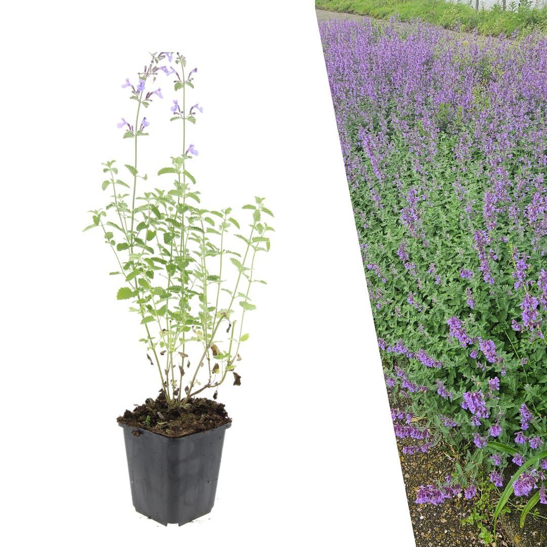 Plants by Frank | 6 Katzenminze Pflanzen | Nepeta 'Walker's Low' | Bodendecker Winterhart Mehrjährig | Stauden | Dunkelviolette Blütenfarbe | Bienenfreundlich | Gartenpflanzen