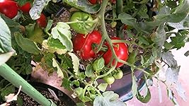 Review Image by Judy L. Judy L.