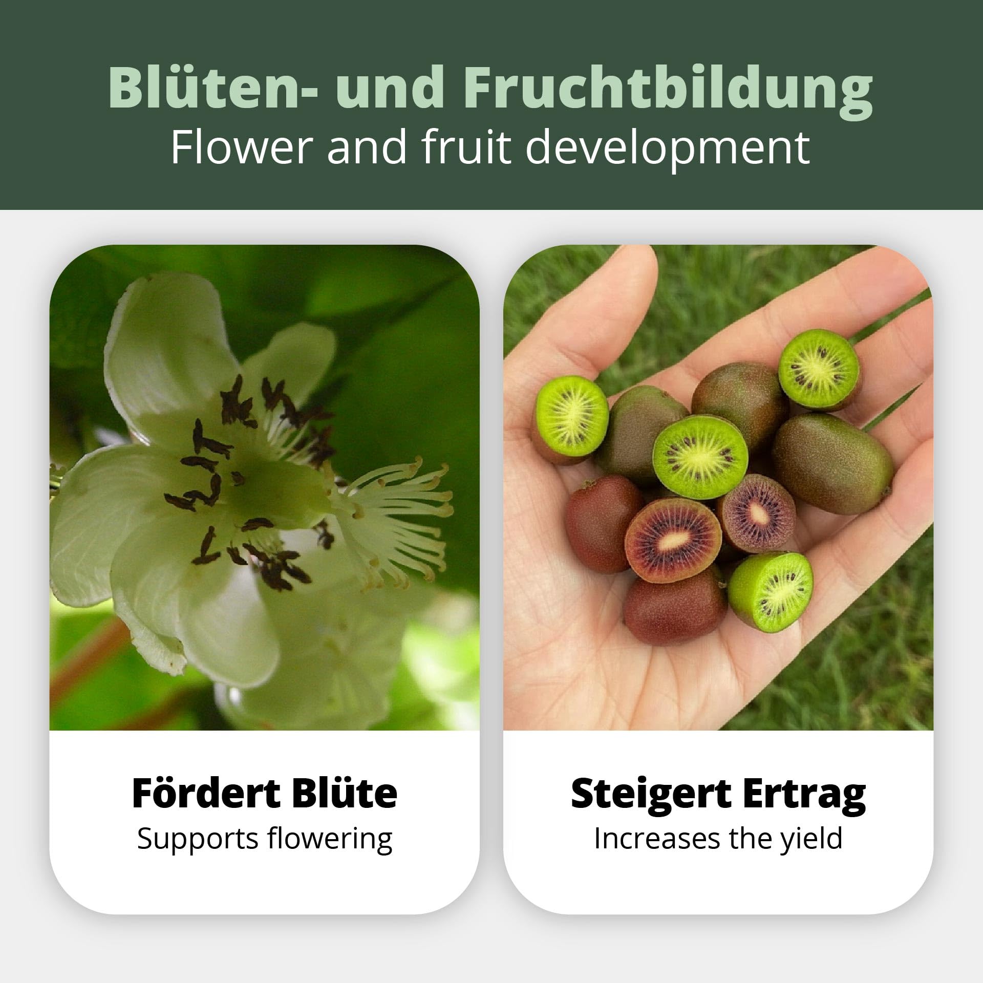 Engrais Spécial pour Kiwis et Baies - 1 L - Pour Plantes Actinidia (Arguta, Kolomikta, Deliciosa, Chinensis, Polygama) - Recette du Cultivateur