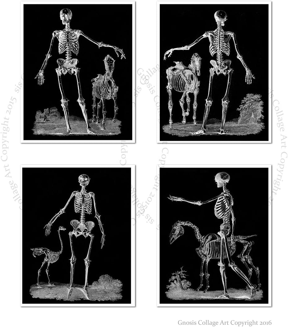 Halloween Decor set of 4 Unframed Skeleton Halloween Wall Art Decor Skeleton_BW4B