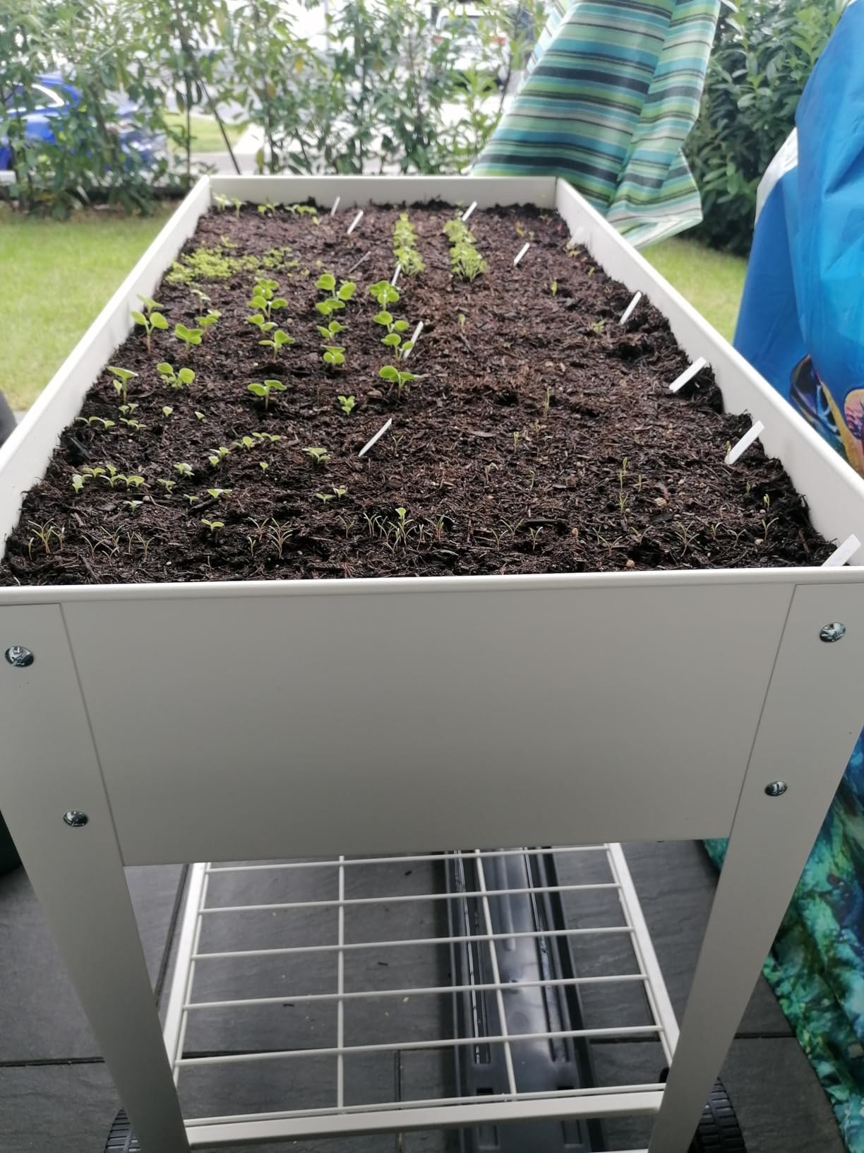 Outsunny Hochbeet Mit Gewächshaus-Abdeckung – 80x40x120 Cm, Mit Rollen – Für Gemüse, Kräuter & Blumen
