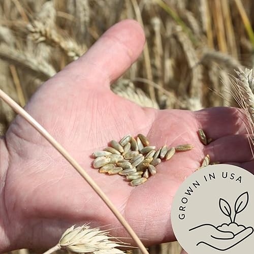 Miniatura 4 de Be Still Farms - Bayas de centeno orgánicas a granel (5.8 libras)  Semillas de grano entero de centeno por Be Still Farms  Granos de centeno ideales