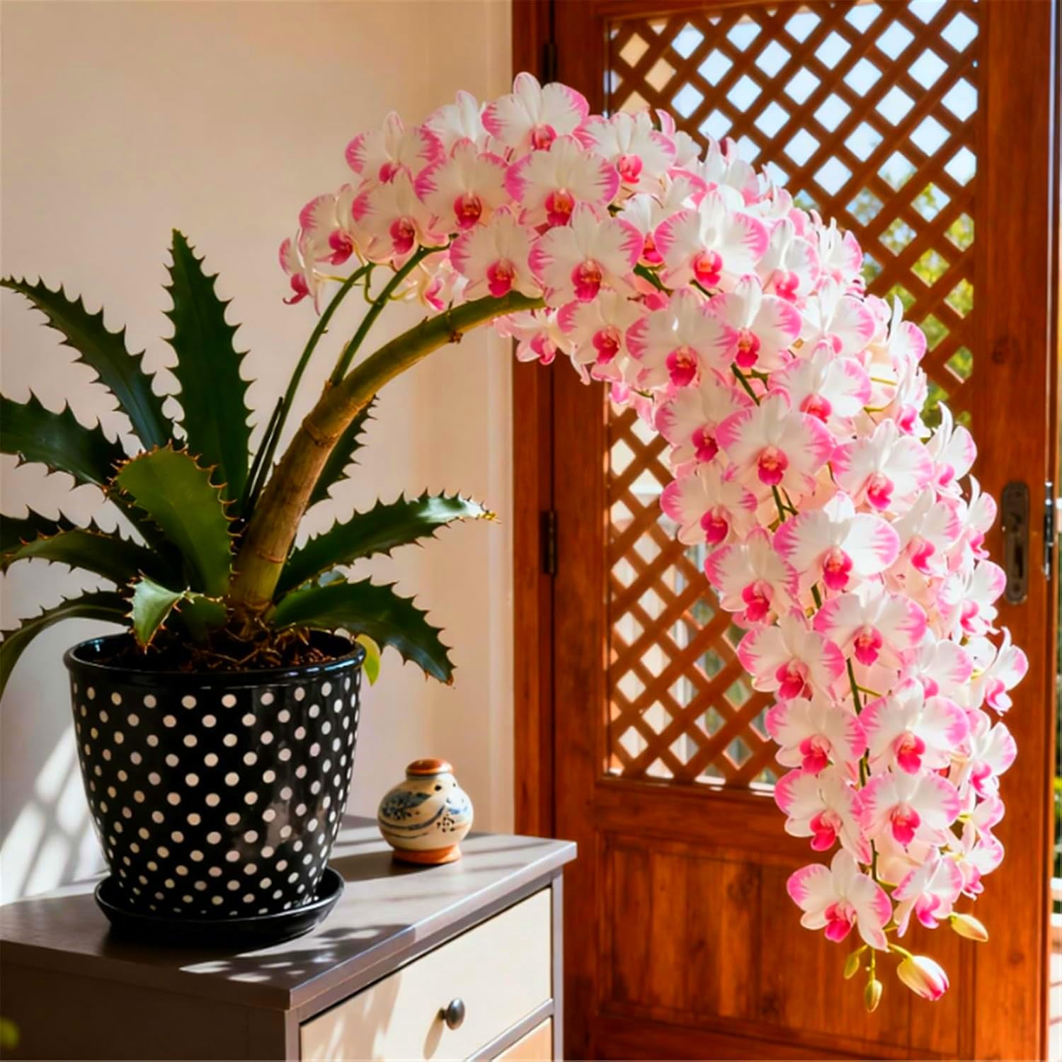 Sfuso Cymbidium Orchid, Perenne - Giardini e Balconi, Adatta ai principianti-10bulbi-J